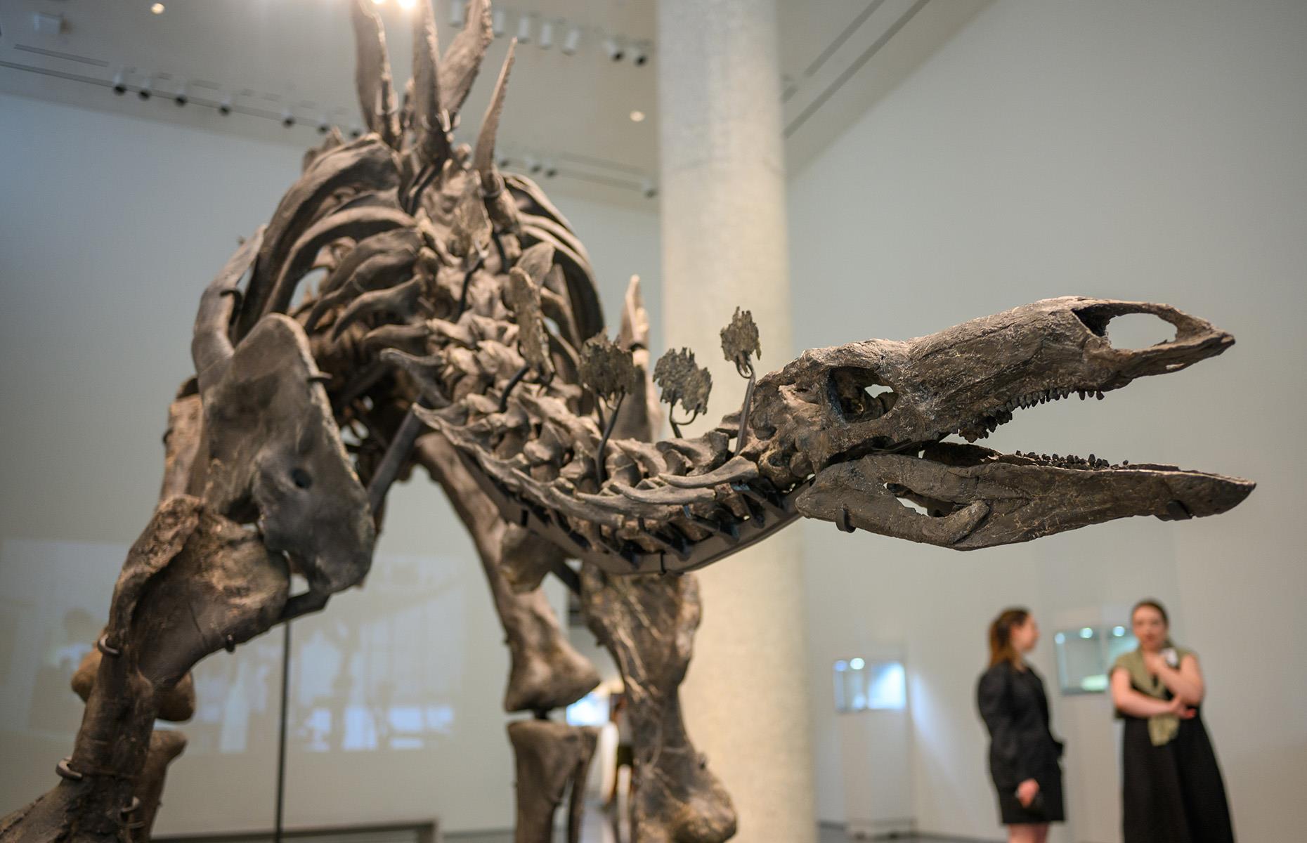 Apex the Stegosaurus: $44.6 million (£34.5m)